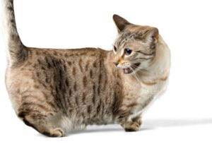 【マンチカン】性格・飼い方・かかりやすい病気まで完全解説｜初めて猫を飼う方向け相性診断つき