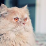 【ペルシャ猫】性格・飼い方・かかりやすい病気まで完全解説｜相性診断つき