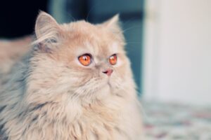 【ペルシャ猫】性格・飼い方・かかりやすい病気まで完全解説｜相性診断つき