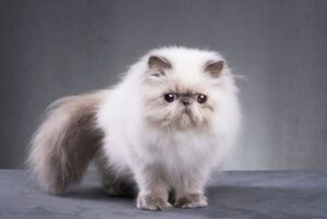 【ペルシャ猫】性格・飼い方・かかりやすい病気まで完全解説|相性診断つき