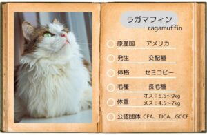 【ラガマフィン】性格・飼い方・かかりやすい病気まで完全解説|相性診断つき