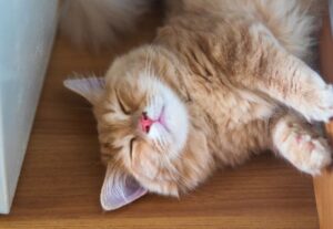 【マンチカン】性格・飼い方・かかりやすい病気まで完全解説｜初めて猫を飼う方向け相性診断つき