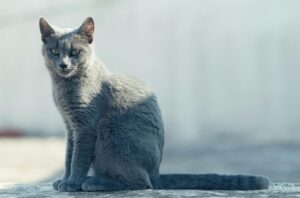【ロシアンブルー】性格・飼い方・かかりやすい病気まで完全解説|相性診断つき