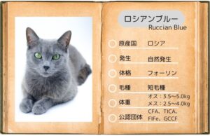 【ロシアンブルー】性格・飼い方・かかりやすい病気まで完全解説|相性診断つき