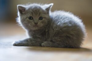 【ロシアンブルー】性格・飼い方・かかりやすい病気まで完全解説|相性診断つき