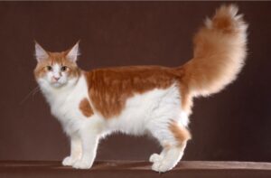 【メインクーン】性格・飼い方・かかりやすい病気まで完全解説|相性診断つき