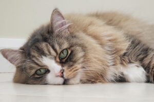 【ラガマフィン】性格・飼い方・かかりやすい病気まで完全解説｜相性診断つき