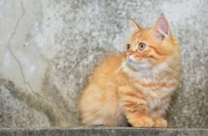 【マンチカン】性格・飼い方・かかりやすい病気まで完全解説｜初めて猫を飼う方向け相性診断つき
