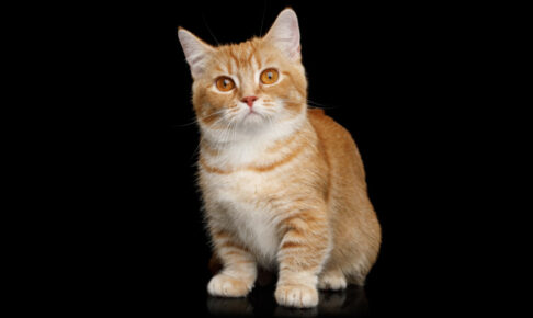 【マンチカン】性格・飼い方・かかりやすい病気まで完全解説｜初めて猫を飼う方向け相性診断つき