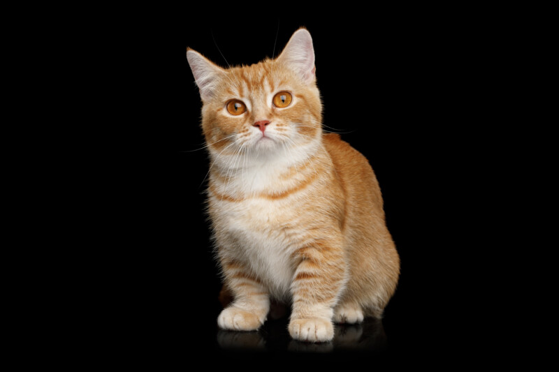 【マンチカン】性格・飼い方・かかりやすい病気まで完全解説｜初めて猫を飼う方向け相性診断つき