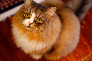 【ラガマフィン】性格・飼い方・かかりやすい病気まで完全解説|相性診断つき
