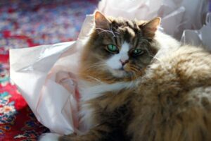 【ラガマフィン】性格・飼い方・かかりやすい病気まで完全解説|相性診断つき