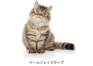 【ペルシャ猫】性格・飼い方・かかりやすい病気まで完全解説|相性診断つき