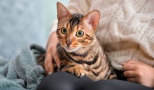 【ベンガル】性格・飼い方・かかりやすい病気まで完全解説|相性診断つき