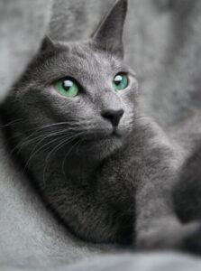 【ロシアンブルー】性格・飼い方・かかりやすい病気まで完全解説|相性診断つき