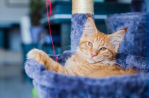 【メインクーン】性格・飼い方・かかりやすい病気まで完全解説|相性診断つき