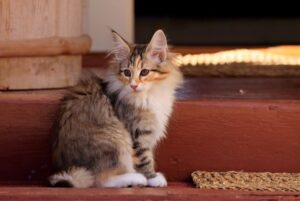 【ノルウェージャンフォレストキャット】性格・飼い方・かかりやすい病気まで完全解説｜相性診断つき