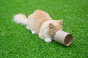 【マンチカン】性格・飼い方・かかりやすい病気まで完全解説｜初めて猫を飼う方向け相性診断つき