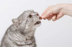 キャットフードの「訳あり」とは?7つの理由と購入時のポイント、安全性を解説