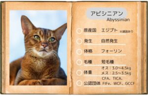 【アビシニアン】性格・飼い方・かかりやすい病気まで完全解説|相性診断つき