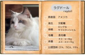 【ラグドール】性格・飼い方・かかりやすい病気まで完全解説|相性診断つき