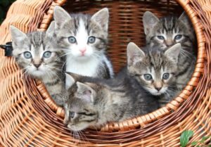 キャットフードの「訳あり」とは?7つの理由と購入時のポイント、安全性を解説
