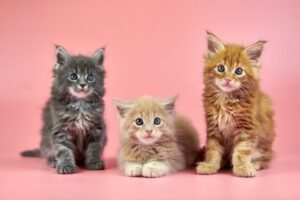 【メインクーン】性格・飼い方・かかりやすい病気まで完全解説|相性診断つき