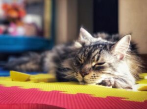 【メインクーン】性格・飼い方・かかりやすい病気まで完全解説|相性診断つき