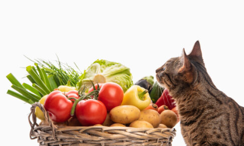 猫が中毒症状を起こす危険な食べ物一覧。身近にある野菜や果物によるアレルギー症状・対処法を解説