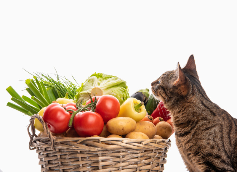 猫が中毒症状を起こす危険な食べ物一覧。身近にある野菜や果物によるアレルギー症状・対処法を解説