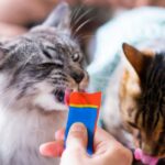 猫のおやつ依存。可愛さに甘えすぎると、取り返しがつかないことも？対策や注意点