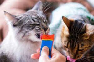猫のおやつ依存。可愛さに甘えすぎると、取り返しがつかないことも？対策や注意点
