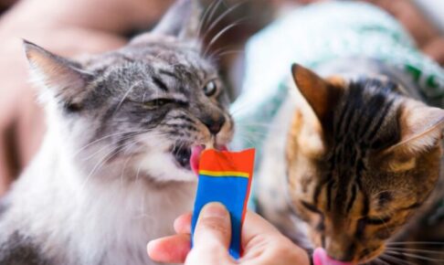 猫のおやつ依存。可愛さに甘えすぎると、取り返しがつかないことも？対策や注意点