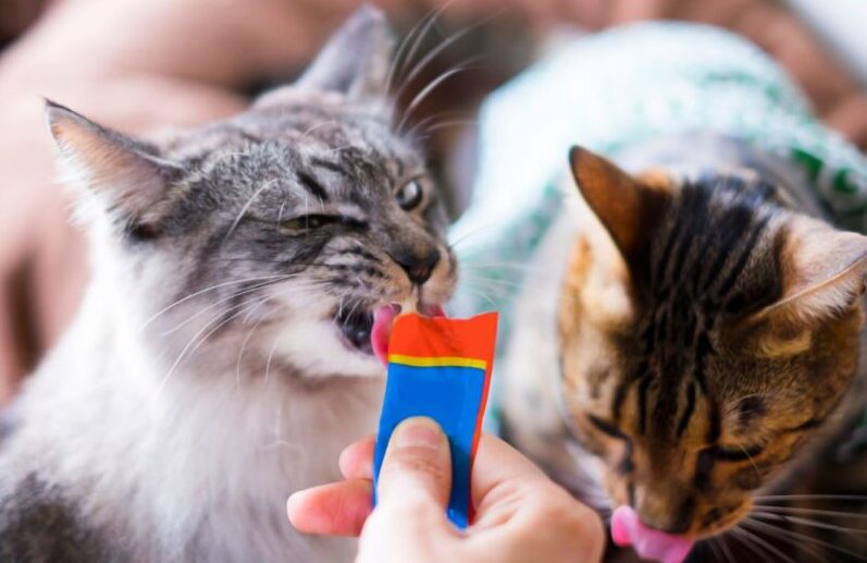 猫のおやつ依存。可愛さに甘えすぎると、取り返しがつかないことも？対策や注意点