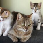 子猫から成猫へ。猫の“心と体”が変わる大切な時期に見直したい生活環境のポイント