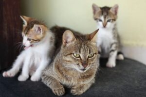子猫から成猫へ。猫の“心と体”が変わる大切な時期に見直したい生活環境のポイント