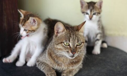 子猫から成猫へ。猫の“心と体”が変わる大切な時期に見直したい生活環境のポイント