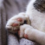 猫の肉球の乾燥・ひび割れ。悪化しないための肉球ケアや対策は？