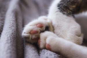 猫の肉球の乾燥・ひび割れ。悪化しないための肉球ケアや対策は?