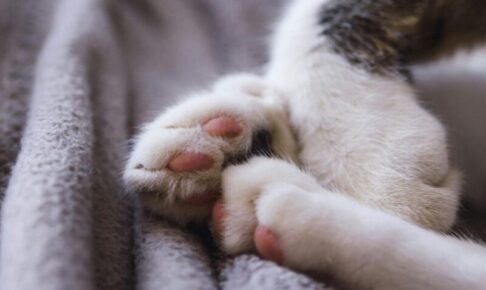 猫の肉球の乾燥・ひび割れ。悪化しないための肉球ケアや対策は？