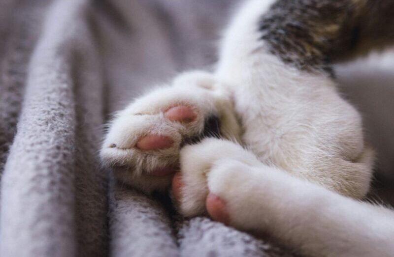 猫の肉球の乾燥・ひび割れ。悪化しないための肉球ケアや対策は？