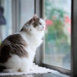 猫が梅雨に元気がない理由と対策。ジメジメ季節を快適に乗り切るためにできること