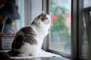 猫が梅雨に元気がない理由と対策。ジメジメ季節を快適に乗り切るためにできること