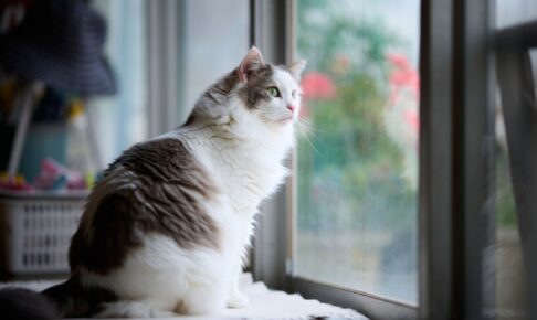 猫が梅雨に元気がない理由と対策。ジメジメ季節を快適に乗り切るためにできること