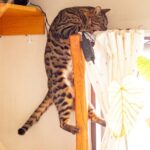 猫がカーテンレールに登る理由とやめさせたいときの効果的な対策