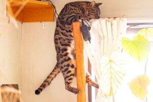 猫がカーテンレールに登る理由とやめさせたいときの効果的な対策