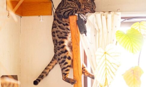 猫がカーテンレールに登る理由とやめさせたいときの効果的な対策