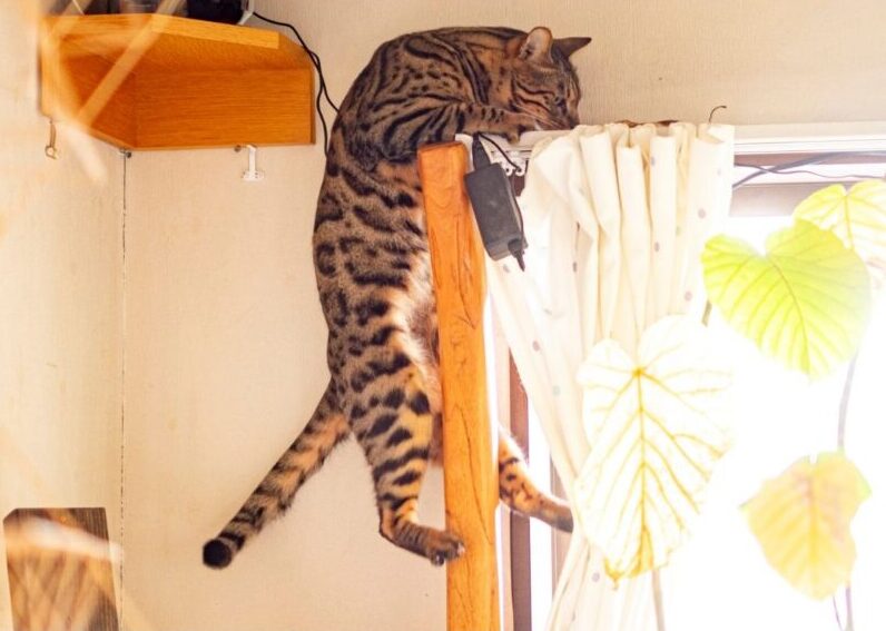 猫がカーテンレールに登る理由とやめさせたいときの効果的な対策