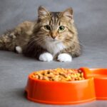 その用語、何を意味する？キャットフードでよく見る専門用語一覧と知っておくメリット