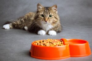 その用語、何を意味する？キャットフードでよく見る専門用語一覧と知っておくメリット